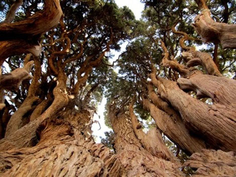 کهنسال-ترین-درخت-گردو-با-1400-سال-عمر 