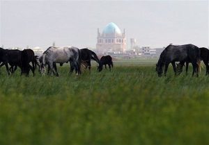 چمن-طبیعی-سلطانیه-استان-زنجان