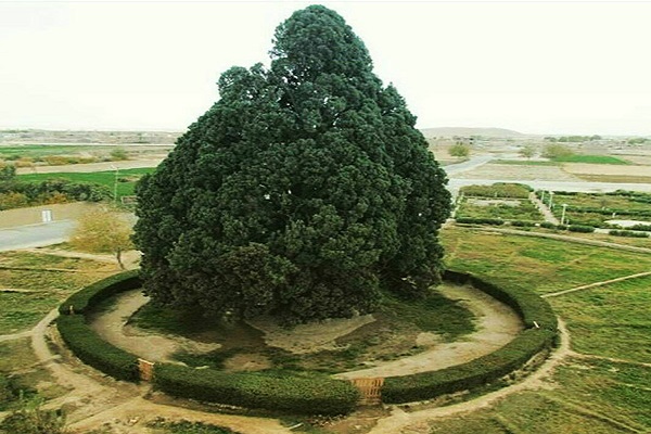 درخت-سرو-ابرکوه-استان-یزد