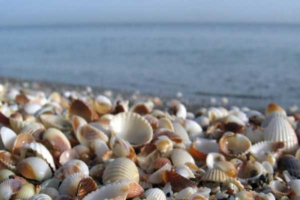 ساحل زیبای صدف (داداش آباد سیبلی)