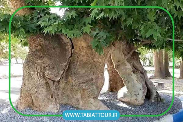 کهنسال ترین درخت گردو با 1400 سال عمر استان چهارمحال و بختیاری