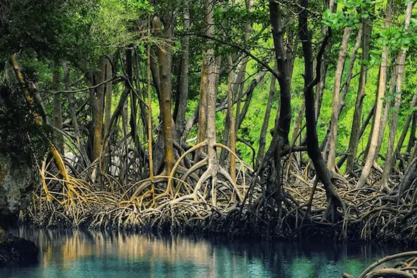 جنگل حرا قشم