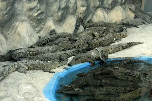 پارک کروکدیل نوپک قشم