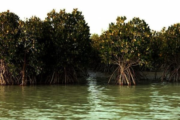 جنگل های حرا جزیره هرمز