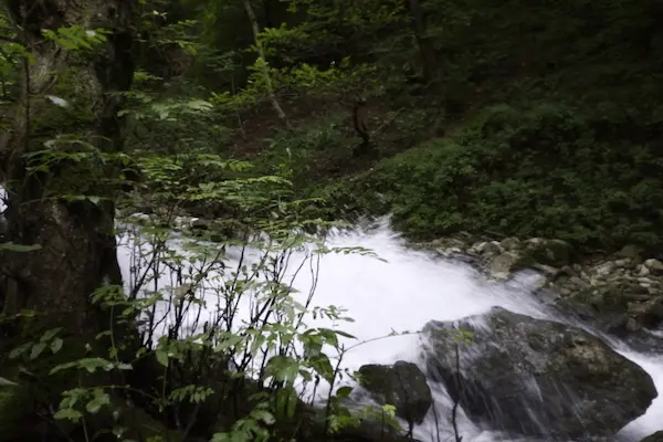 تور کمپی جنگل سفید آب