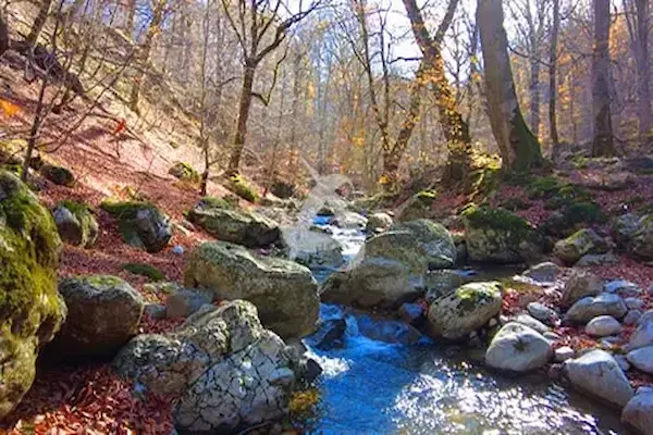 تفریحات تور جنگل راش