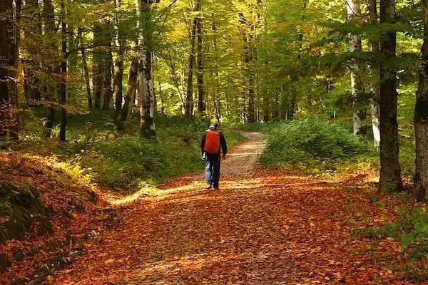 جنگل راش کجاست