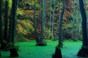 تور مرداب دریوک