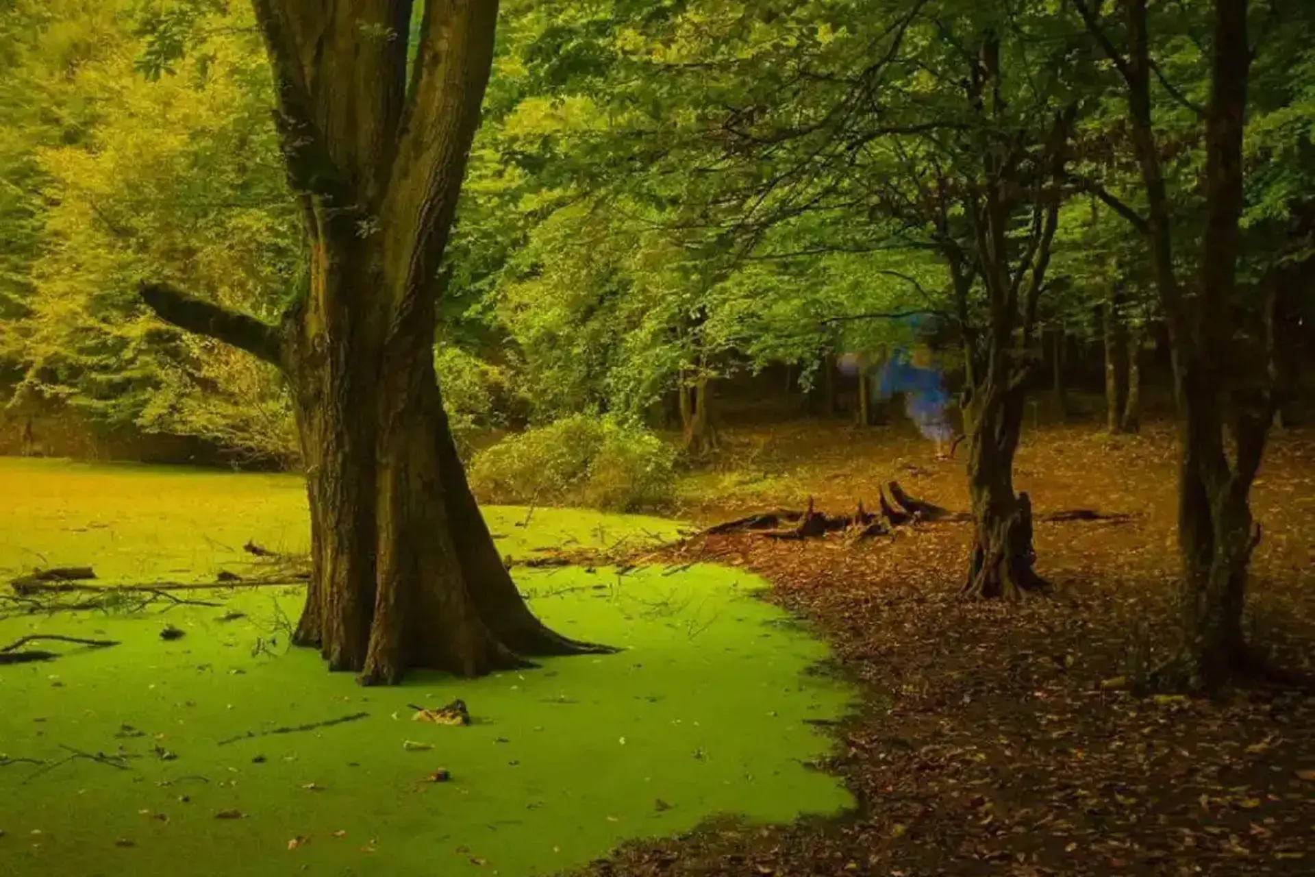 تور مرداب هسل