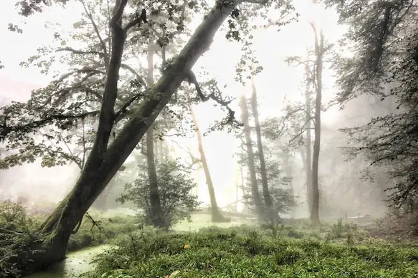 مرداب دریوک کجاست