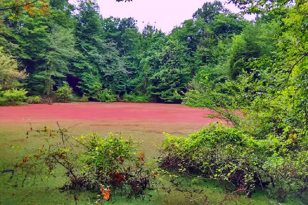 مرداب هسل کجاست