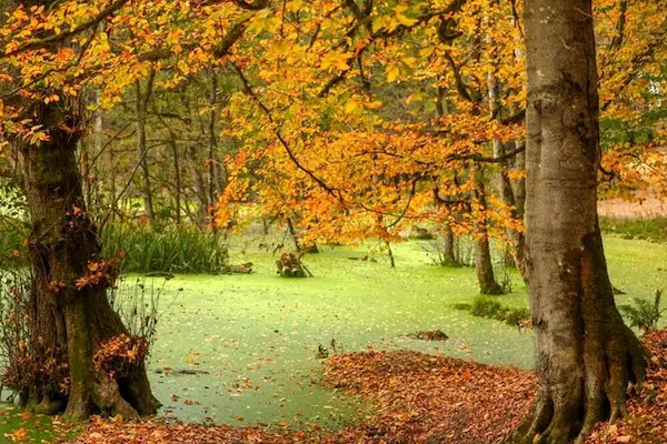 وسایل مورد نیاز در تور مرداب دریوک