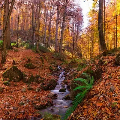 تور جنگل راش