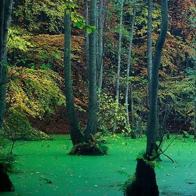 تور مرداب دریوک